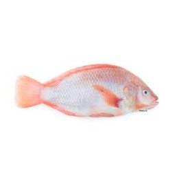 DaySeaDay, Tilapia rot 300-500gr