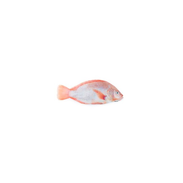 DaySeaDay, Tilapia rot 300-500gr