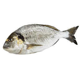 Dorade 900gr (Kg-Preis) - Einzeln (Portugal)
