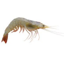 DaySeaDay, Crevetten white Tiger 40/50 ganz 1Kg 